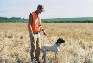 German Shorthairs