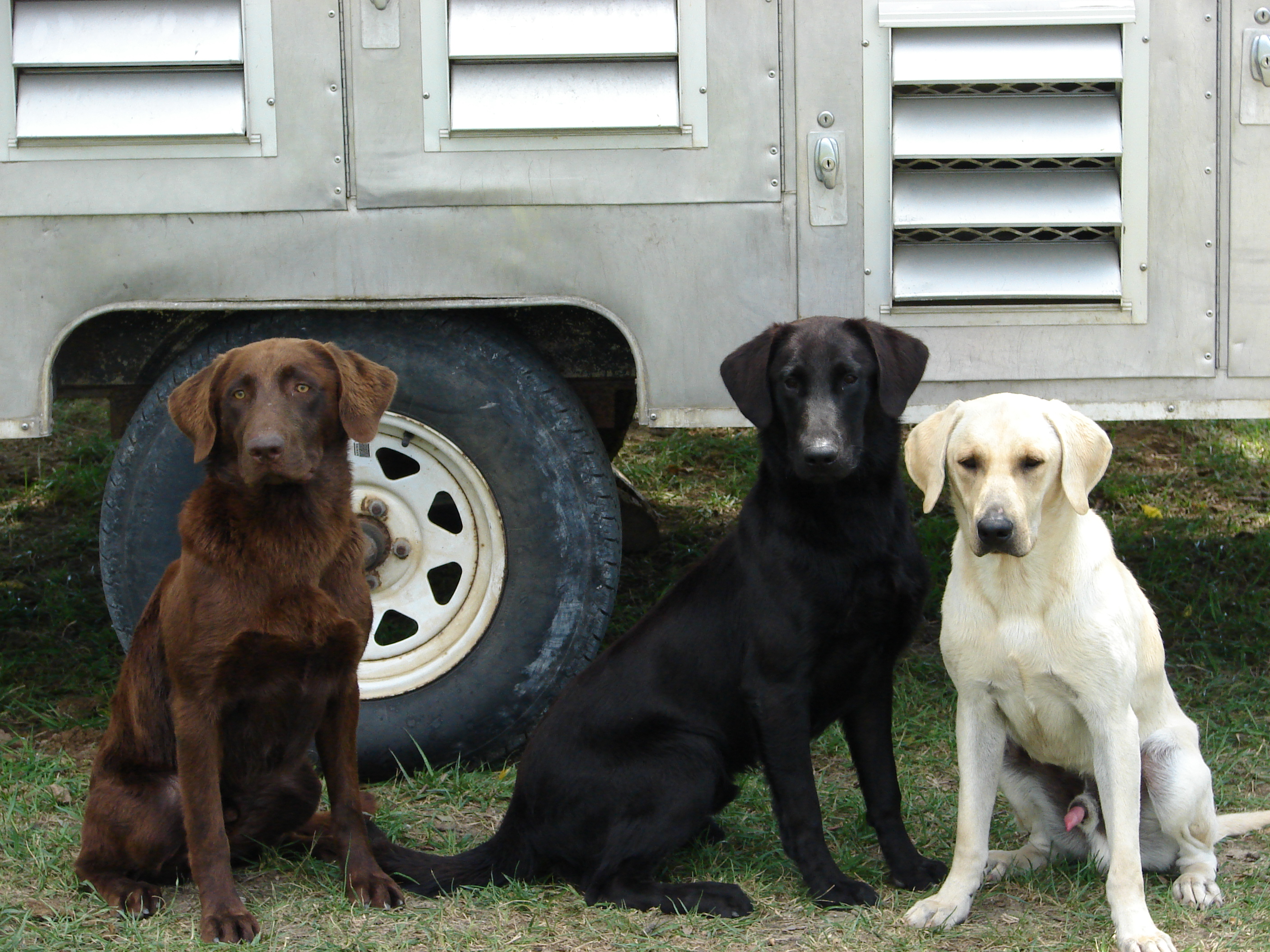 Gun Dog Training North Texas.JPG